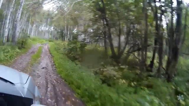 Грибные места. Как опять за грибами ездил смотреть онлайн