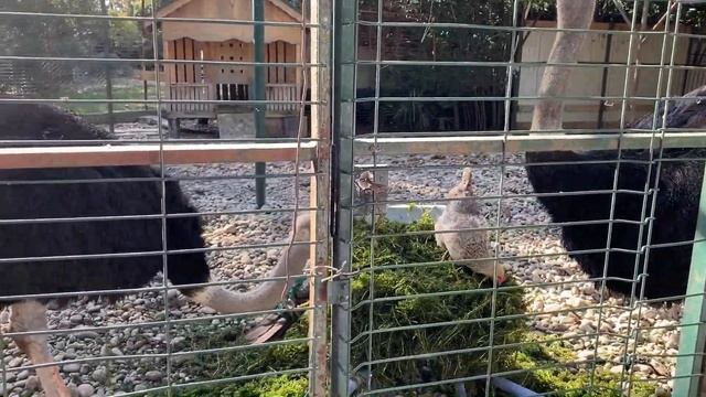 Абхазия, лебединое озеро смотреть онлайн