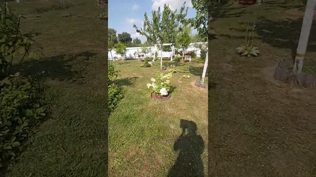 начало цветения #наташинИсерёжинСАД смотреть онлайн