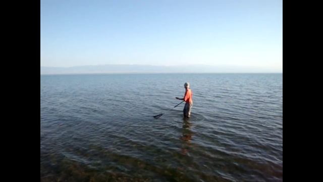 РЫБАЛКА БЕЛЫЙ АМУР Капчагай Казахстан смотреть онлайн