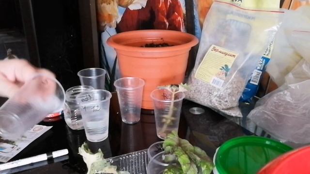 Мастер - класс от Натальи Ромашки : укоренение и высаживание колеуса смотреть онлайн