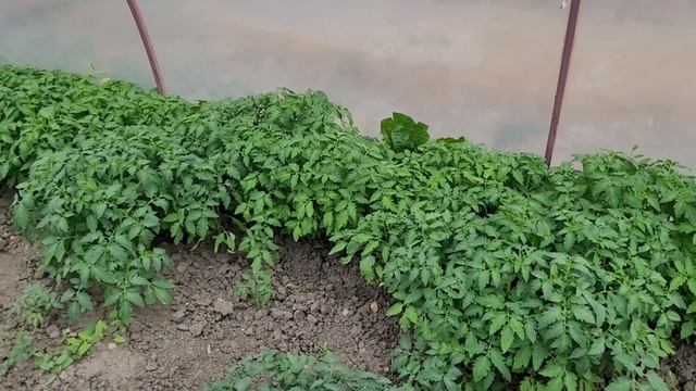 15.05Рассада на 3 Га томата Галилея,Дерика,РиоГрантэ,Барри,РэдБиф,БигПак,Хэви,Авант,Лоджейн.