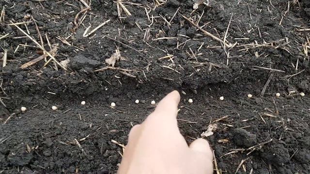 Эксперимент_инокулировать или не инокулировать. ч.1