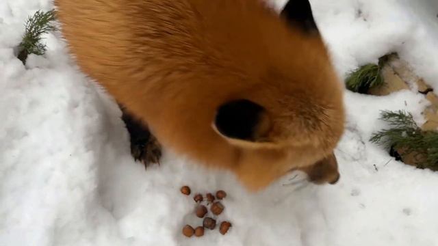 Алиса лиса. Радость прогулки после болезни (The joy of walking after illness).