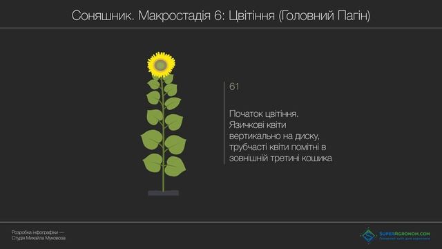 Розвиток соняшника. Всі фази розвитку соняшника