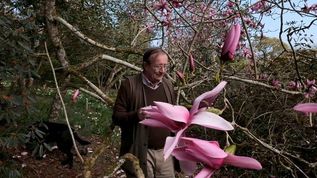 Magnolia 'Caerhays Surprise' - Caerhays смотреть онлайн
