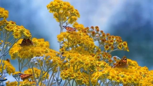 Футаж. Цветет тысячелистник. Золотые цветы. Background Golden flowers смотреть онлайн