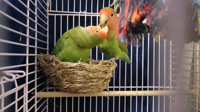 Pedro & Huanita feed each other from their beaks | Попугаи кормят друг друга смотреть онлайн