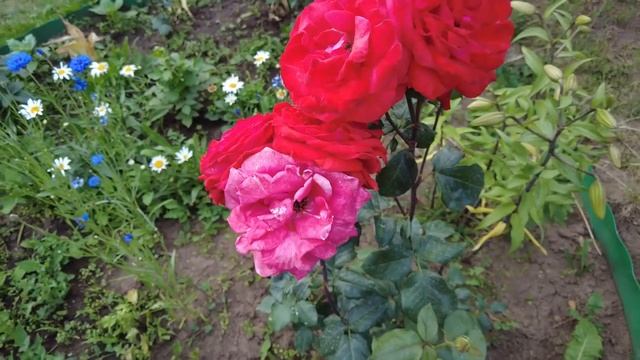 Секреты огородника Владимира Александровича. Капельный полив за копейки. 9 июля 2023 г. смотреть онлайн