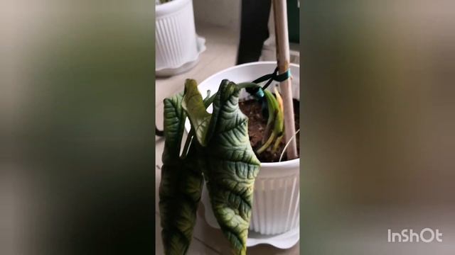 Updates in Uprooted ALOCASIA смотреть онлайн