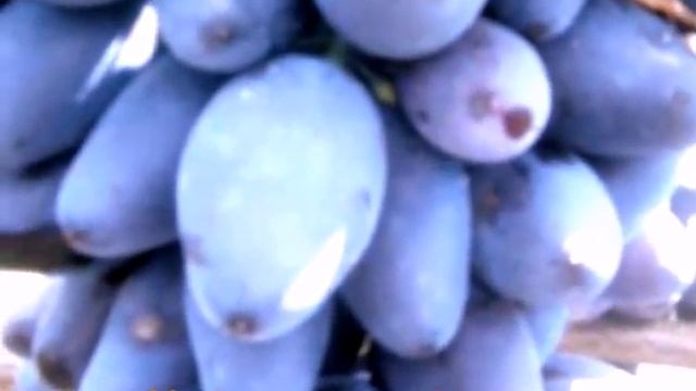 Виноград Викинг смотреть онлайн