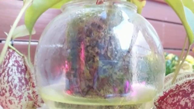 Nepenthes Hookeriana In An African Violet Pot