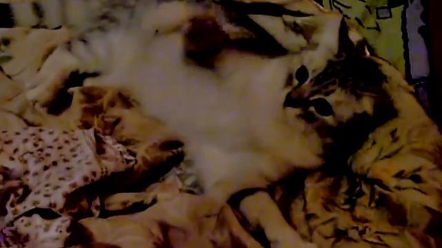 Кошка - Cat. смотреть онлайн