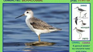 Поручейник. Кулик. Голоса птиц