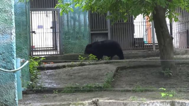 Ростовский зоопарк. Черный медведь.