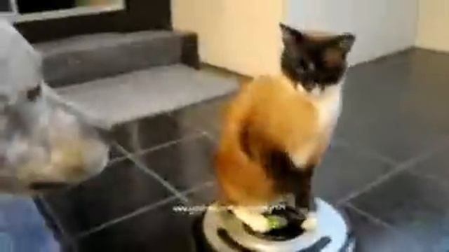 Cat won the vacuum cleaner (funny) / Кот покорил пылесос (прикол). смотреть онлайн
