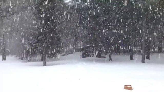 Снегопад, природа, релакс, звуки природы зимой Full HD смотреть онлайн