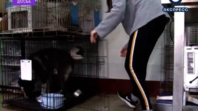 Псу Дункану, которому кинули петарду в рот, нашли хозяев смотреть онлайн
