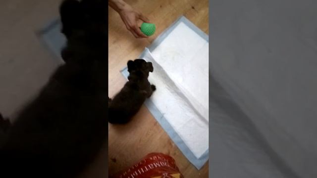 ПРИКОЛ!! !приколы с животными!!! Щенок французского бульдога "Дуня" 3😂 смотреть онлайн