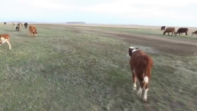 Пасу скот за 12 км от дома. Теленок растянул ногу. смотреть онлайн