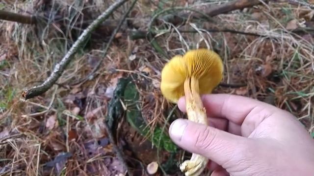 Rycerzyk czerwonozłoty (Tricholomopsis rutilans) Jaworzno 01.12.2016 смотреть онлайн