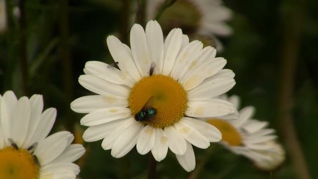 Fly makes two circles. Муха делает два круга (572sp) смотреть онлайн