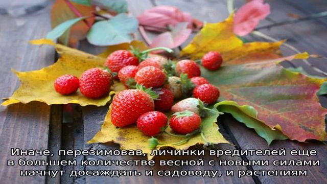 Легче предупредить, чем лечить — обработка клубники осенью от вредителей и болезней смотреть онлайн