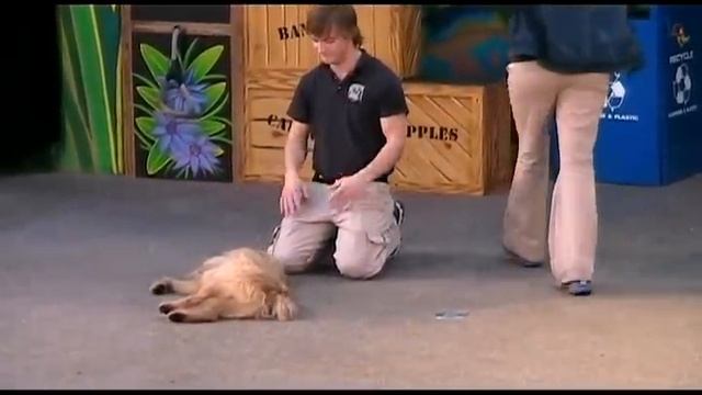 Animal Actors show - Universal Studios Hollywood смотреть онлайн