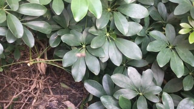 Minibeasts Scavenger Hunt смотреть онлайн