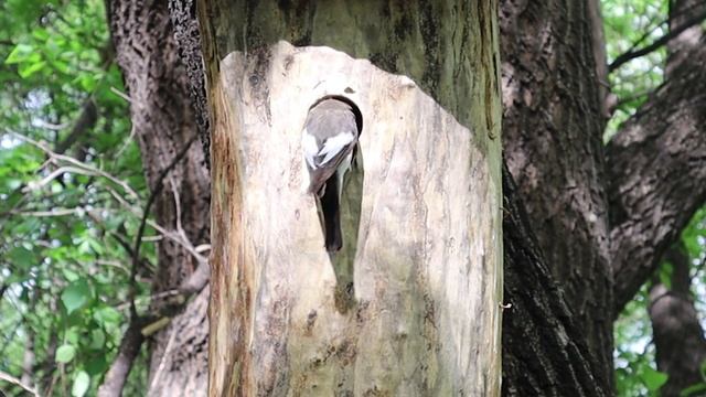 эксперимент с синичником