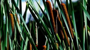 ШУМЕЛ КАМЫШ, ДЕРЕВЬЯ ГНУЛИСЬ исп. Наталия Муравьева Застольные песни под гитару Shumel Kamish Камыш