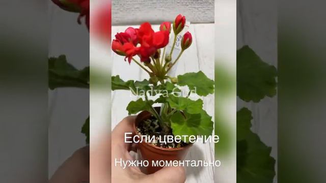 Выращиваем Пеларгонии || Nadya Gud смотреть онлайн