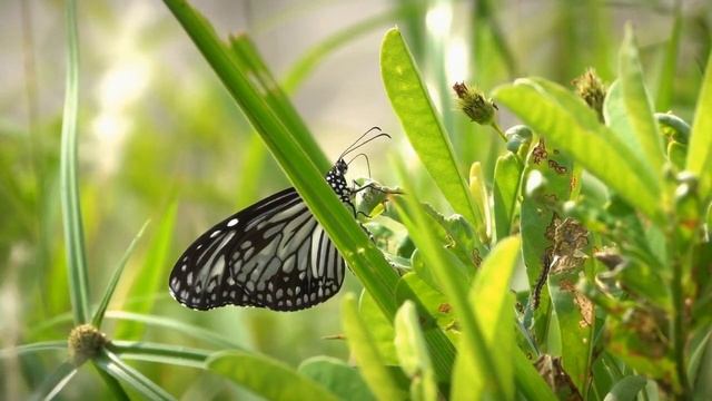 Спокойная, прекрасная фортепианная музыка для Расслабления,Спа и Медитации. Relaxing Piano Music