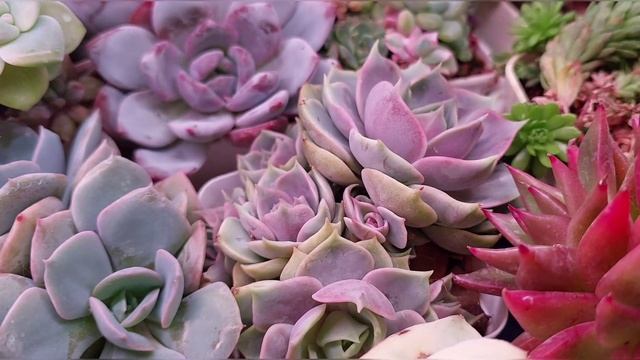 Как размножить агавоидную розетку. Протираются ли листья у суккулентов.Ответы на ваши вопросы. смотреть онлайн