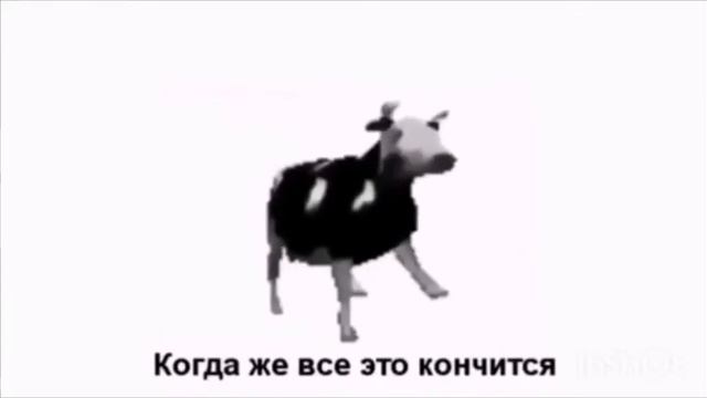Польская корова (перевод)