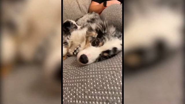 Cute And Funny Mini Aussie Puppies That Will Melt Your Heart 🥰 смотреть онлайн
