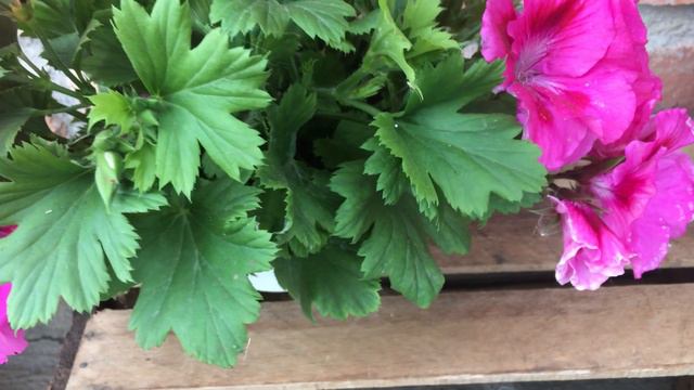 GERANIOS PELARGONIUM: Cuidados para unas lindas floraciones. смотреть онлайн