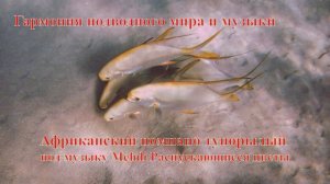 1 Африканский помпано тупорылый стая под музыку Mehdi Распускающиеся цветы