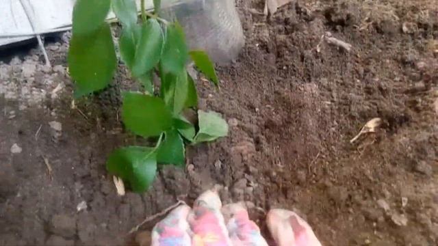 Черенкование Розы в Открытом Грунте летом! смотреть онлайн