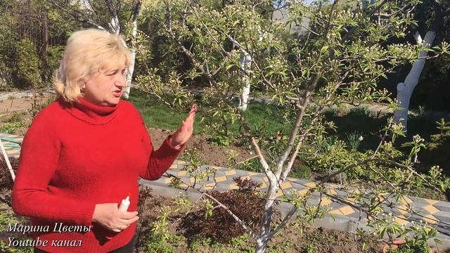 Защита номер 1 от муравьев на деревьях. смотреть онлайн