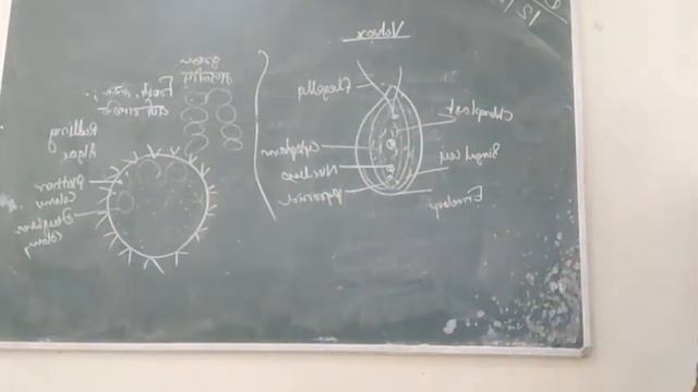 Volvox Structure смотреть онлайн