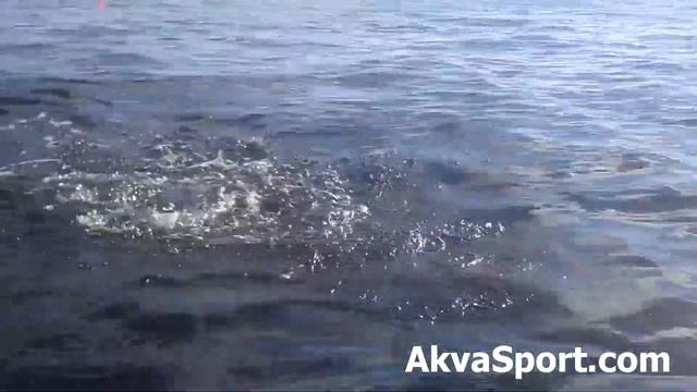 Лаврак на воблер в Черно море