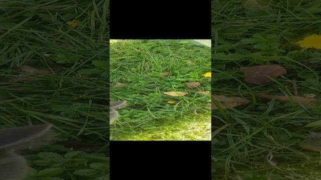 ОДУВАНЧИК 15 ОКТЯБРЯ 2022 КРЫМ смотреть онлайн