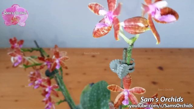 【Phalaenopsis Bastianii】species Orchid Reblooming2021