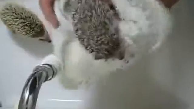 Животные.Ёжик амфибия смотреть онлайн