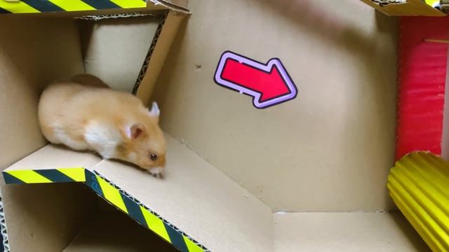 ?? Doctor Hamster Rescue Giant Teeth Maze Traps ? In Hamster Stories смотреть онлайн