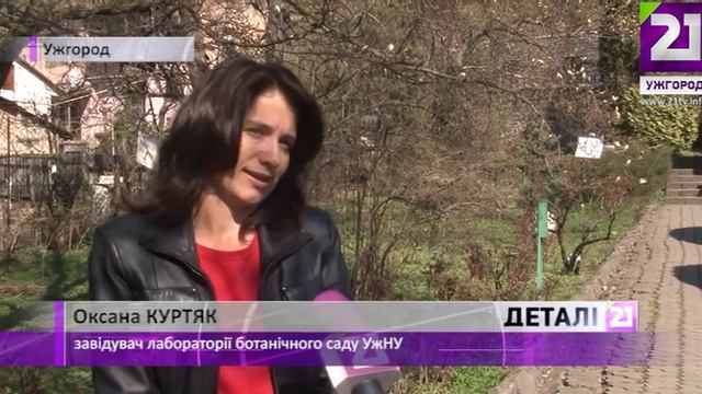 Магнолія цвіте смотреть онлайн