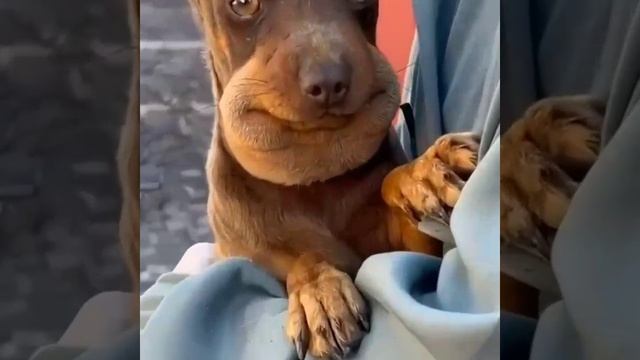 VID-20231203-WA0001.mp4 смотреть онлайн