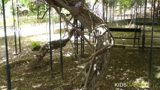 GardenTV.gr Wisteria chinensis, Glicine sinensis, Γλυτσίνα смотреть онлайн