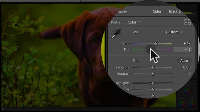 Finding & Fixing Tint and Temp Casts | 4 Sliders to Correct Color Balance in any Photograph смотреть онлайн
